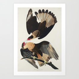Brasilian Caracara Eagle from Birds of America (1827) by John James Audubon Art Print