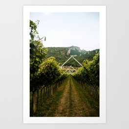 The path to the country house through a vineyard in Arco, Italy Art Print
