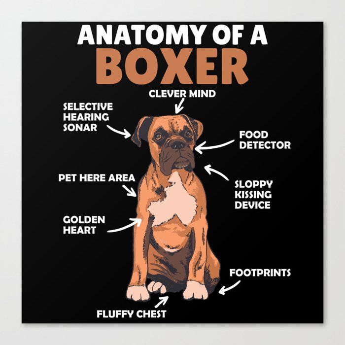 Anatomy Of A Boxer Sweet Dog Puppy Canvas Print