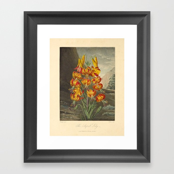 Superb Lily from from "The Temple of Flora," 1812 (benefitting The Nature Conservancy) Framed Art Print