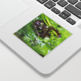 Friendly frog in his pond, photo Sticker