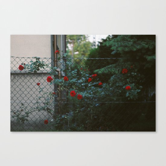 ROSES Canvas Print