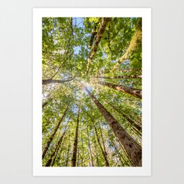 Looking Up In the Vancouver Forest Art Print