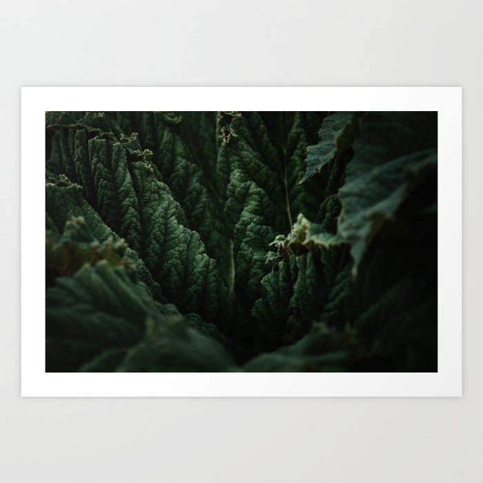 Moody and textured closeup of a Mammoth Leaf – Nature Photography  Art Print