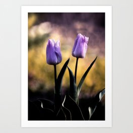 Tulip Garden IX Art Print