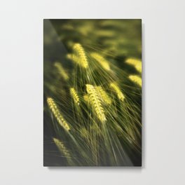 Dreams of Wheat Metal Print | Agricultural, Wheat, Summer, Green, Outdoors, Softfocus, Grain, Selectivefocus, Lensbaby, Cashcrop 