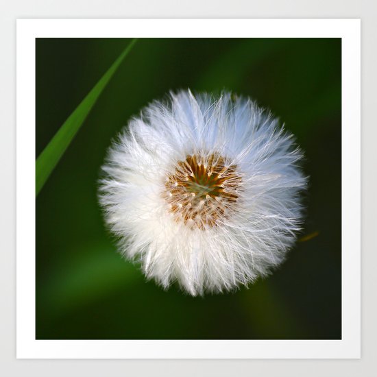 Softness Dandelion Art Print