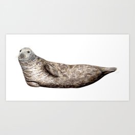 Grey Seal (Halichoerus grypus) Art Print