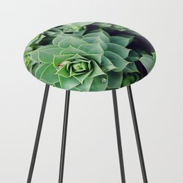 Myrtle Spurge close-up | Pale green succulents Counter Stool