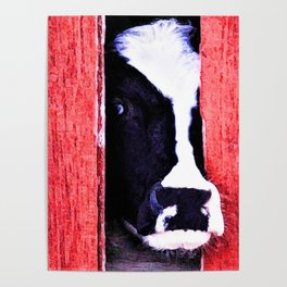 Black and White Cow Peeking thru the Red Barn Door Poster