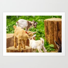 Baby Goats Playing Art Print