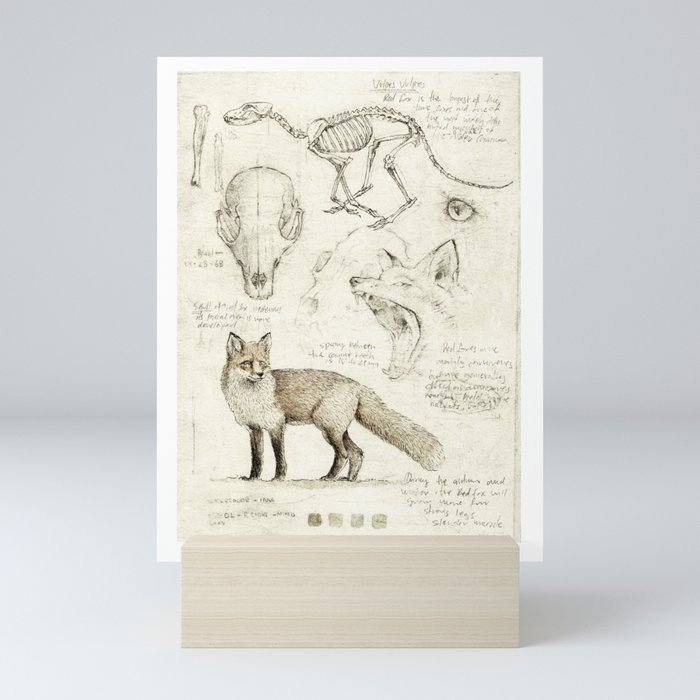 Vulpes Vulpes Mini Art Print