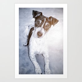Young dog jack russel portrait lying looking at the camera Art Print