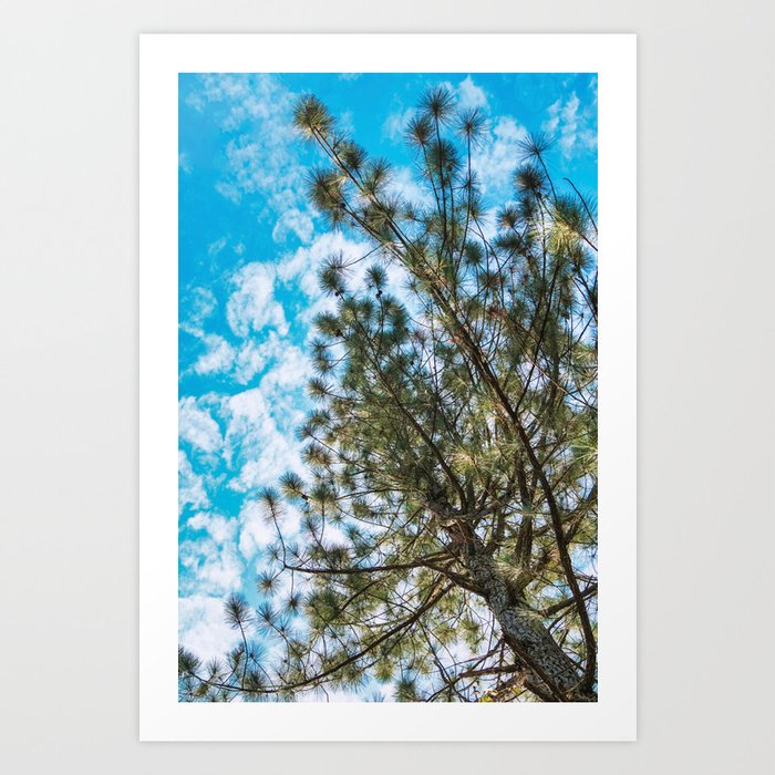 Pine Tree #001 Art Print