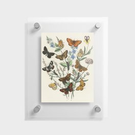 Vintage Butterfly and Moths Illustration by William Forsell Kirby 1883 Floating Acrylic Print