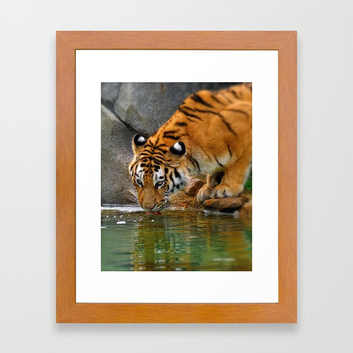 A thirsty Amur tiger. Framed Art Print
