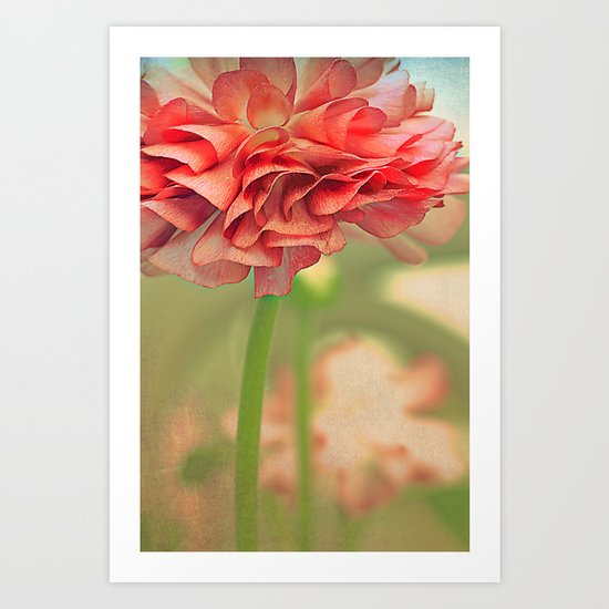 Vintage Ranunculus (4) Art Print