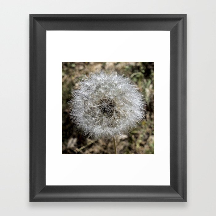 close up dandelion flower Framed Art Print