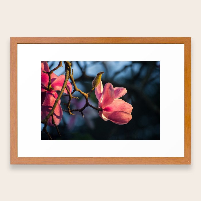 Pink Magnolia Framed Art Print By Worldphotosbypaola Society6