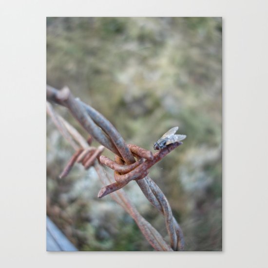 Fly Meets Barbed Wire Canvas Print