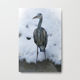 Grey Heron Metal Print | Wadingbird, Wildlife, Yelloweyes, Tallbird, Herons, Storck, Photo, Snowlandscape, Rawshutterbug, Snow 