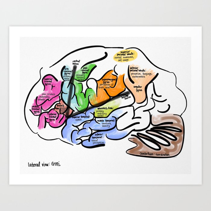 Brain Gyri Art Print by N. Consul | Society6