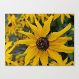 Sun flower for flower lover Canvas Print