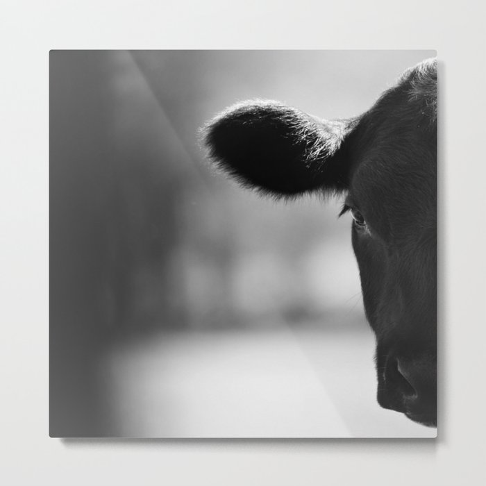 Cattle Portrait Metal Print