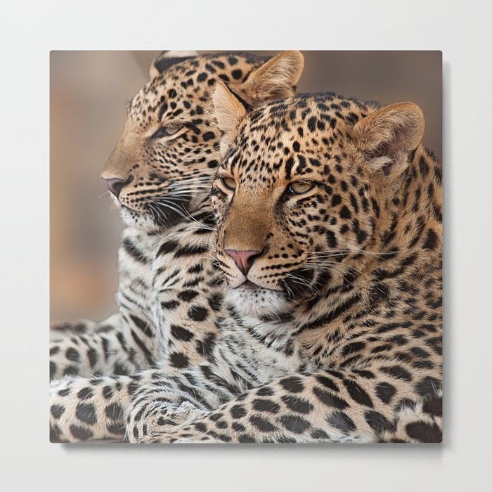 South Africa Photography - Two Beautiful Leopards Metal Print