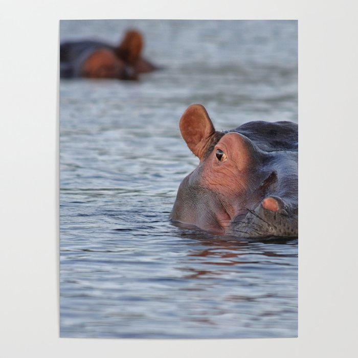 South Africa Photography - Two Hippos Swimming In A Lake Poster