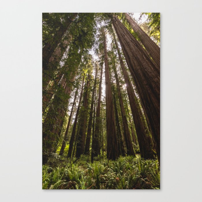 Among Giants II - 60/365 Canvas Print