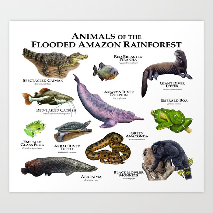 Rainforest Animals Dimensions & Drawings