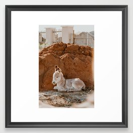 Baby Donkey Framed Art Print