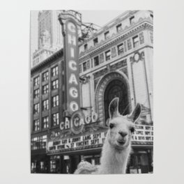 Chicago Llama Poster