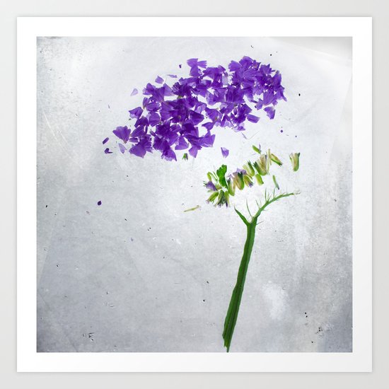 Botanical Blueprints - Statice Art Print