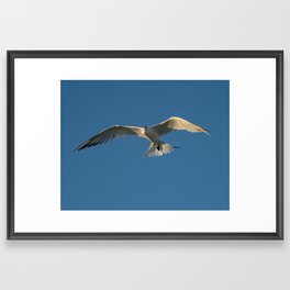 Sequence of Terns 1 of 6 Framed Art Print