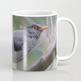 Mirlo grande (Turdus fuscater) Coffee Mug