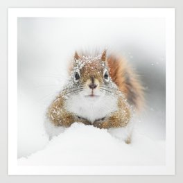 Red Squirrel in Snow Art Print