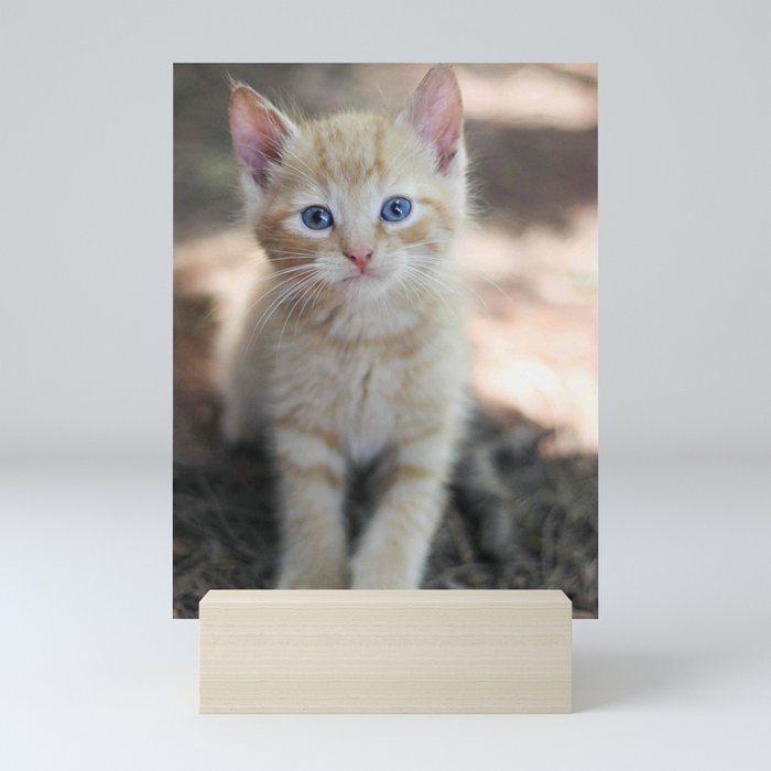 Orange Kitten Mini Art Print