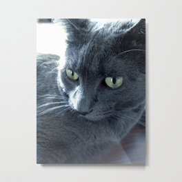 Purrr-fect Metal Print | Gray, Intensivelook, Cat, Feline, Blue, Grayson, Beautifuleyes, Pet, Animal, Photo 