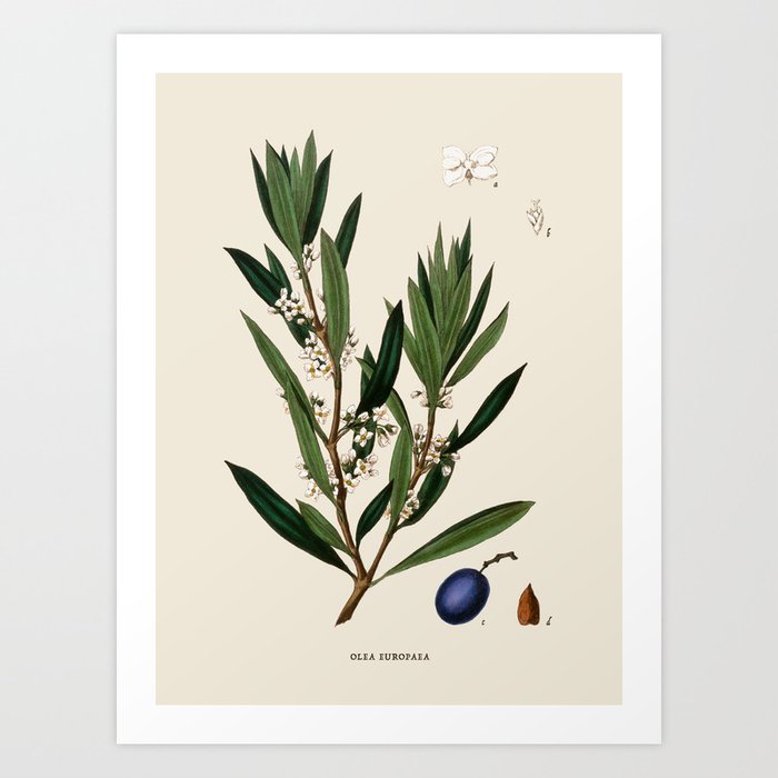 Olive Branch Antique Botanical Illustration Art Print
