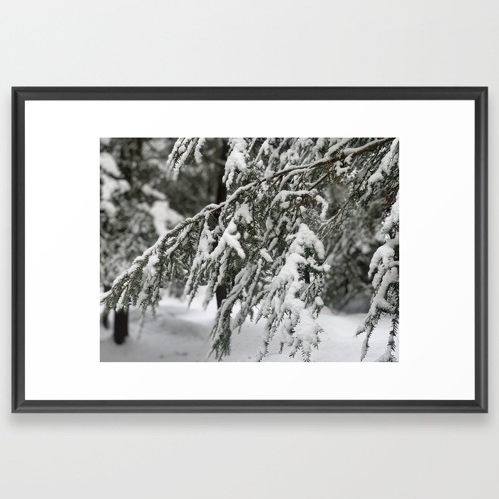 Snowflakes on a Wet, Black Bough Framed Art Print