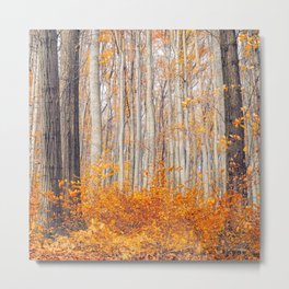 orange autumn Metal Print | Autumn, Arbre, Top, Digital, Tree, Best, Photo, Leaf, Forest, Color 