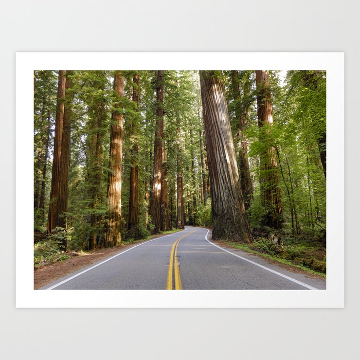 Humbolt Redwoods (Avenue Of The Giants) Art Print