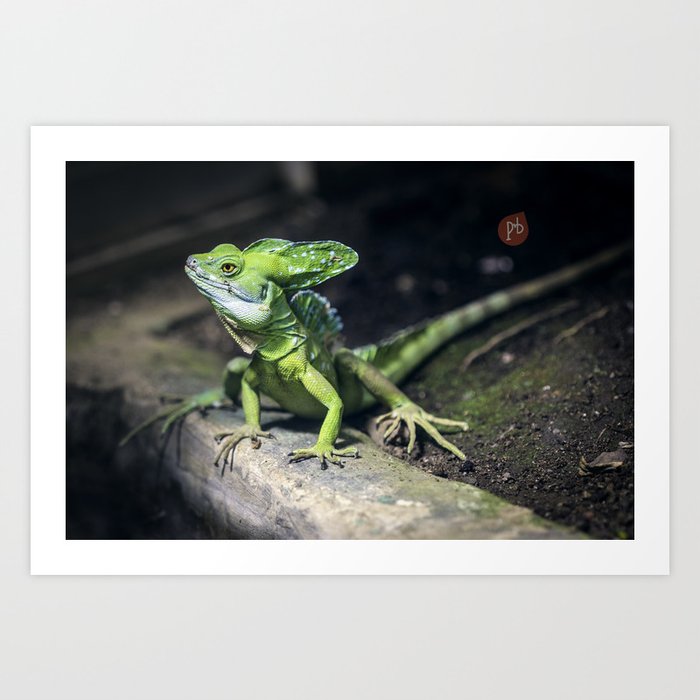green basilisk lizard  Art Print