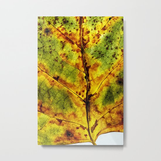 preserved Metal Print