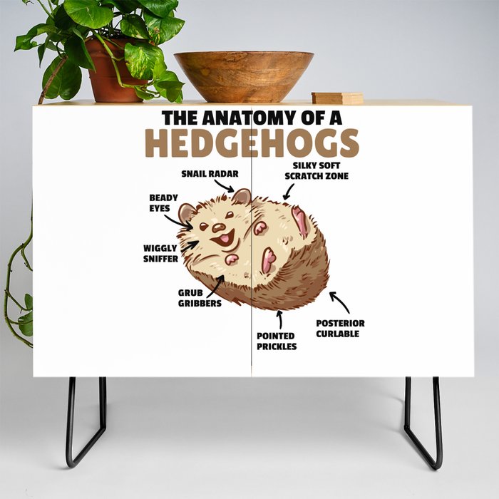 Cute Hedgehog Explanation Anatomy Of A Hedgehogs Credenza