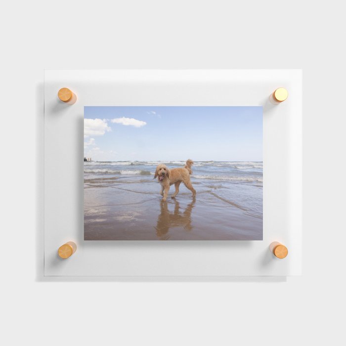 Goldendoodle Standing on the Lake Michigan Shore in Chicago Floating Acrylic Print