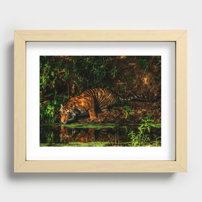 The Royal Bengal Tiger ( Recessed Framed Print