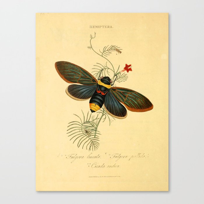 Cicada by Edward Donovan, 1800 (benefitting The Nature Conservancy) Canvas Print